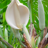 Monstera, Swiss Cheese Plant (Monstera deliciosa)