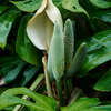 Monstera, Swiss Cheese Plant (Monstera deliciosa)
