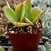 Mother of Thousands