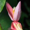 Indian Dwarf Banana (Musa manii)