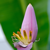 Indian Dwarf Banana (Musa manii)