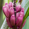 Indian Dwarf Banana (Musa manii)