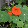 Nasturtium Seeds