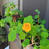 Nasturtium Seeds