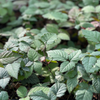 Blackberry, Thornless 'Natchez' (Rubus)