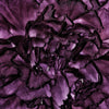 50 BLACK CARNATION King of Blacks Dianthus Caryophyllus Grenadin Double Flower Seeds