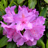40 CAROLINA RHODODENDRON Carolinianum Dwarf Azalea Pink Purple Flower Shrub Seeds