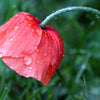 Mixed Colors Shirley Poppy (