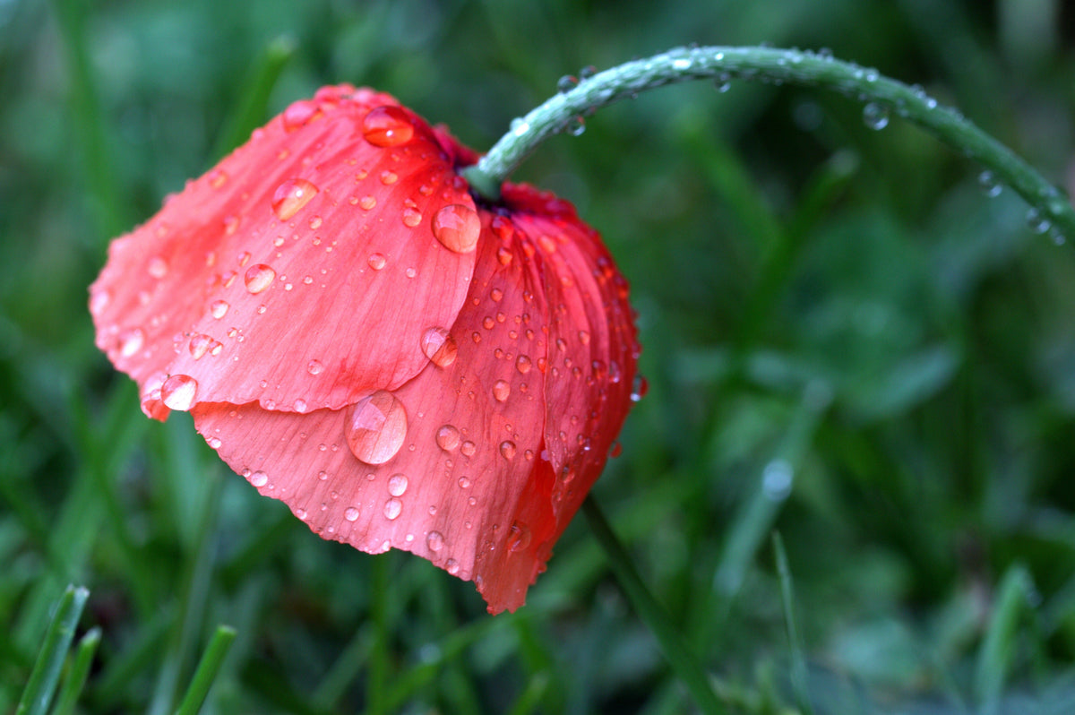 Mixed Colors Shirley Poppy (