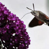 Mixed Colors Butterfly Bush Buddleja Davidii Flower Shrub Seeds – photo 12