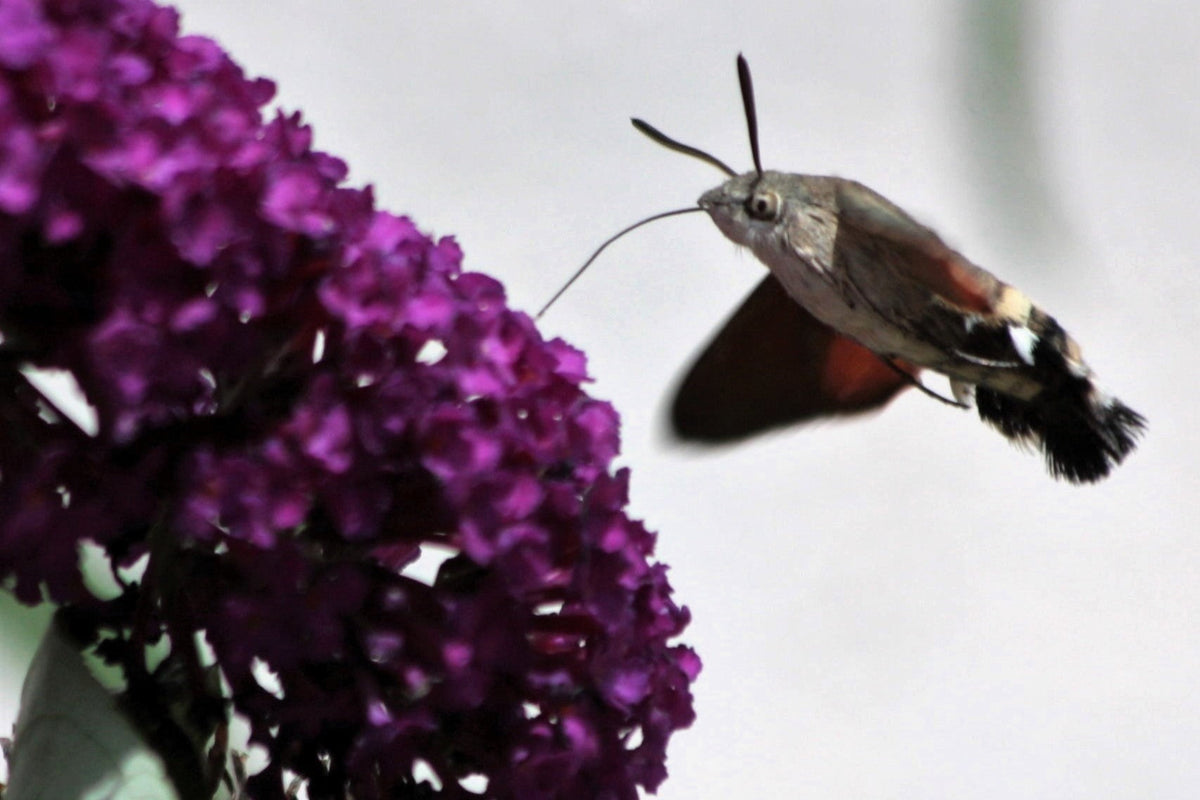 Mixed Colors Butterfly Bush Buddleja Davidii Flower Shrub Seeds – photo 12