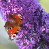 Mixed Colors Butterfly Bush Buddleja Davidii Flower Shrub Seeds – photo 10