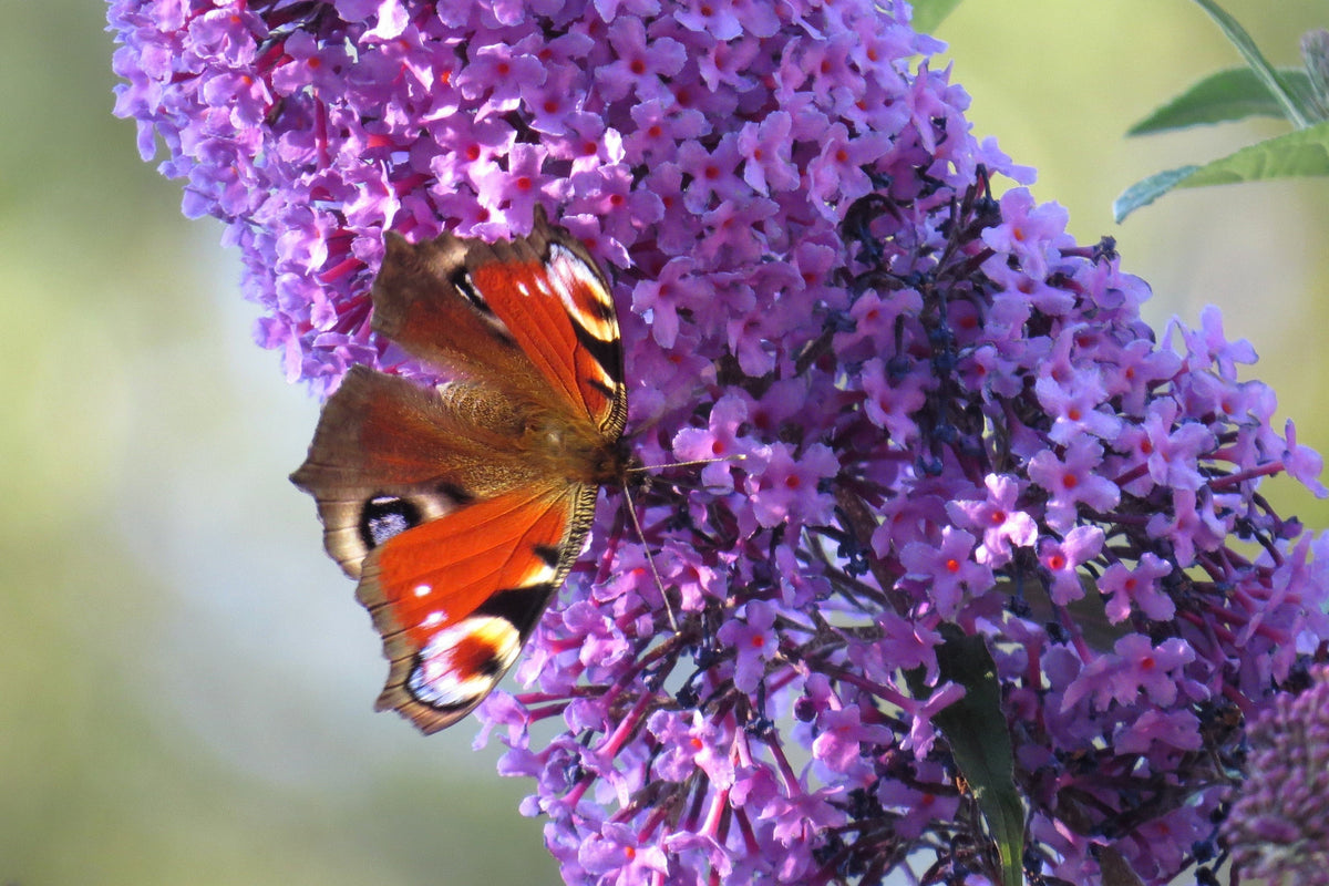 Mixed Colors Butterfly Bush Buddleja Davidii Flower Shrub Seeds – photo 10