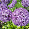 20 STAR OF PERSIA ALLIUM Christophii Silvery Amethyst Purple Flower Seeds