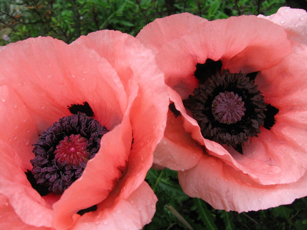 Princess Victoria Louise Oriental Poppy Seeds – Papaver Orientale Flower