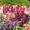 100 MIXED COLORS SALVIA Splendens Red Purple White Pink Sage Flower Seeds
