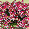 50 RED & WHITE NEMESIA Strumosa Danish Flag Fragrant Bicolor Flower Seeds