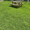 Ultimate Clover Lawn Mix: Low-Maintenance, Eco-Friendly Yard, MicroClover Lawn Seed – photo 7