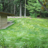EcoSeed - The No Maintenance Lawn, Fine Fescue Lawn Mix, Eco-Friendly Grass