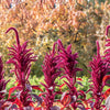 100 Tricolor EARLY SPLENDOR AMARANTHUS Hypochondricus Flower Seeds