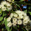 50 LEMON SCENTED EUCALYPTUS Citriodora Tree aka Lemon Bush & Spotted Gum - Colorful Bark White Flower Tree Seeds