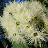 50 LEMON SCENTED EUCALYPTUS Citriodora Tree aka Lemon Bush & Spotted Gum - Colorful Bark White Flower Tree Seeds
