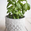 Organic Basil Seeds