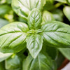 Organic Basil Seeds
