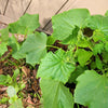 Organic Cucumber Seeds