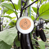 Organic Eggplant Seeds