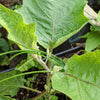 Organic Eggplant Seeds