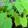 Organic Green Bean Seeds – photo 5