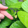 Organic Green Bean Seeds – photo 7