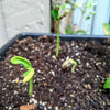 Organic Green Bean Seeds – photo 4
