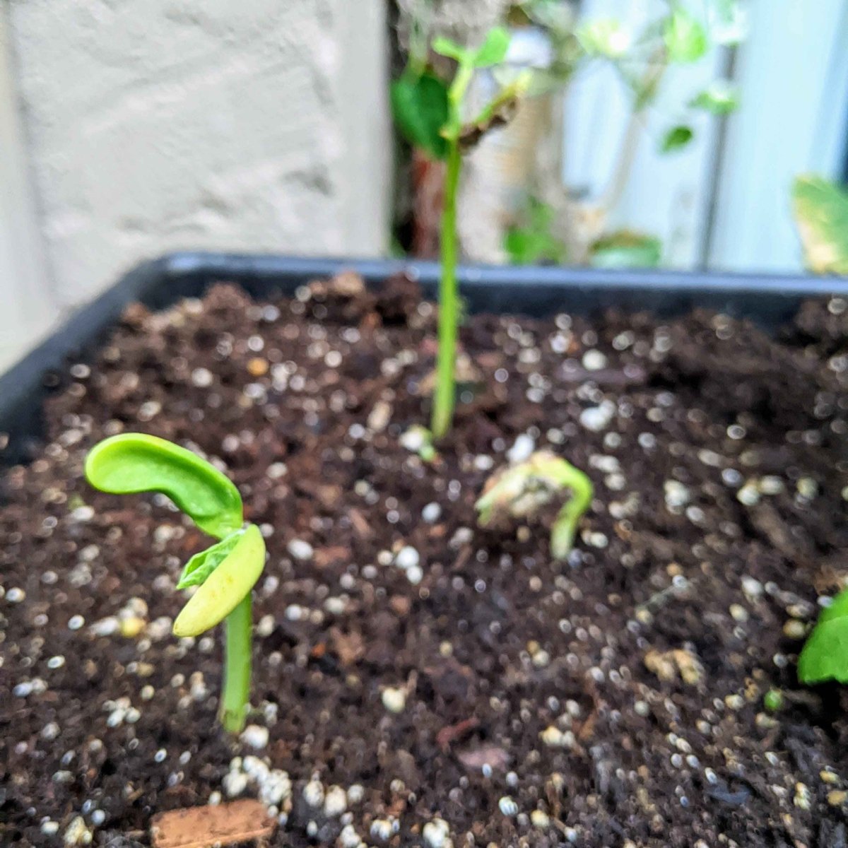 Organic Green Bean Seeds – photo 4