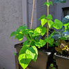 Organic Green Bean Seeds – photo 6