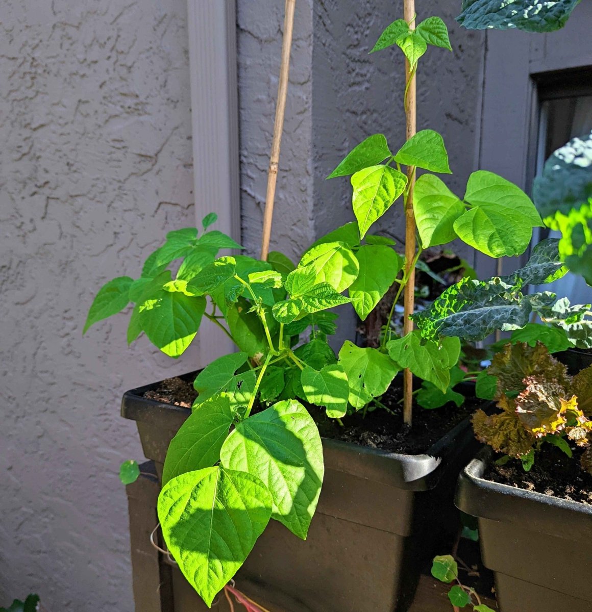 Organic Green Bean Seeds – photo 6