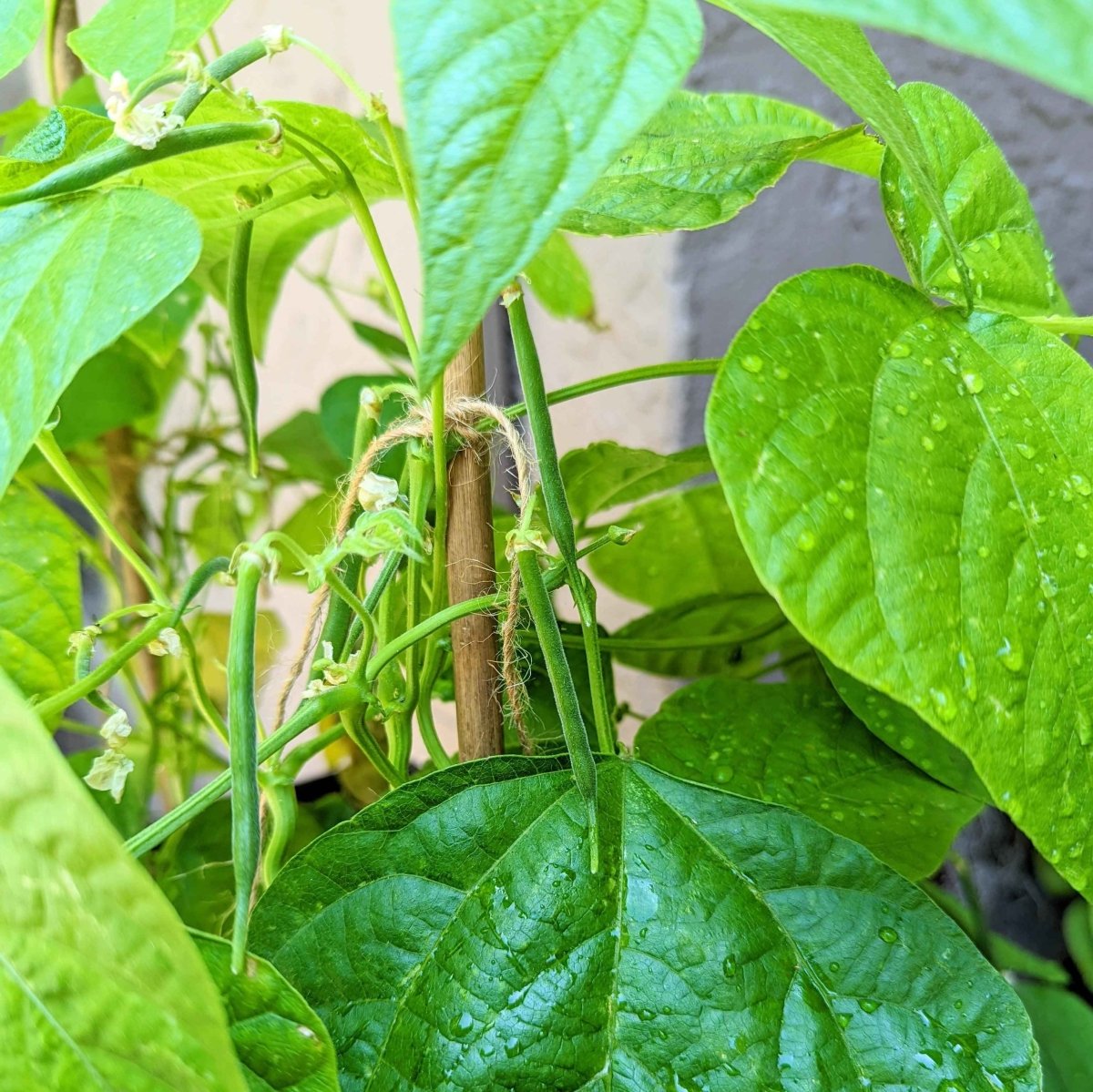 Organic Green Bean Seeds – photo 9