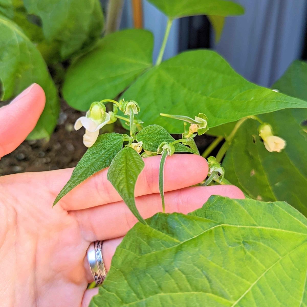 Organic Green Bean Seeds – photo 8