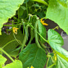 Organic Green Bean Seeds – photo 10