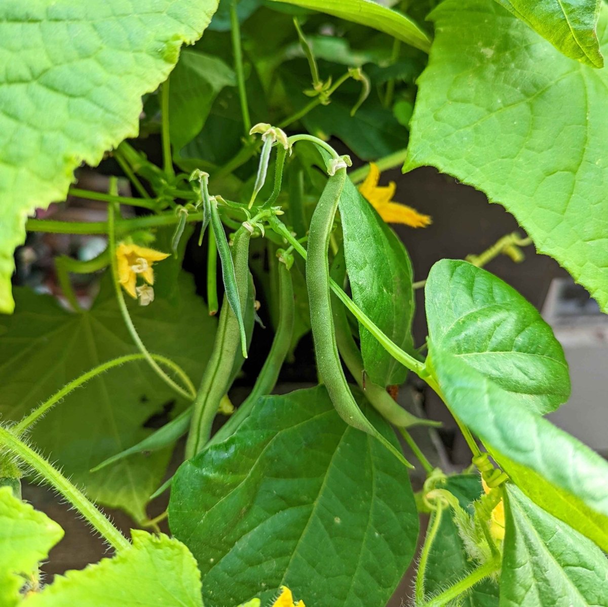 Organic Green Bean Seeds – photo 10