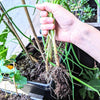 Organic Green Onion Seeds