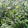 Organic Oregano Seeds