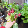 Organic Radish Seeds