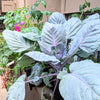 Organic Red Cabbage Seeds