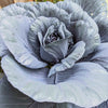 Organic Red Cabbage Seeds