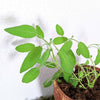Organic Sage Seeds