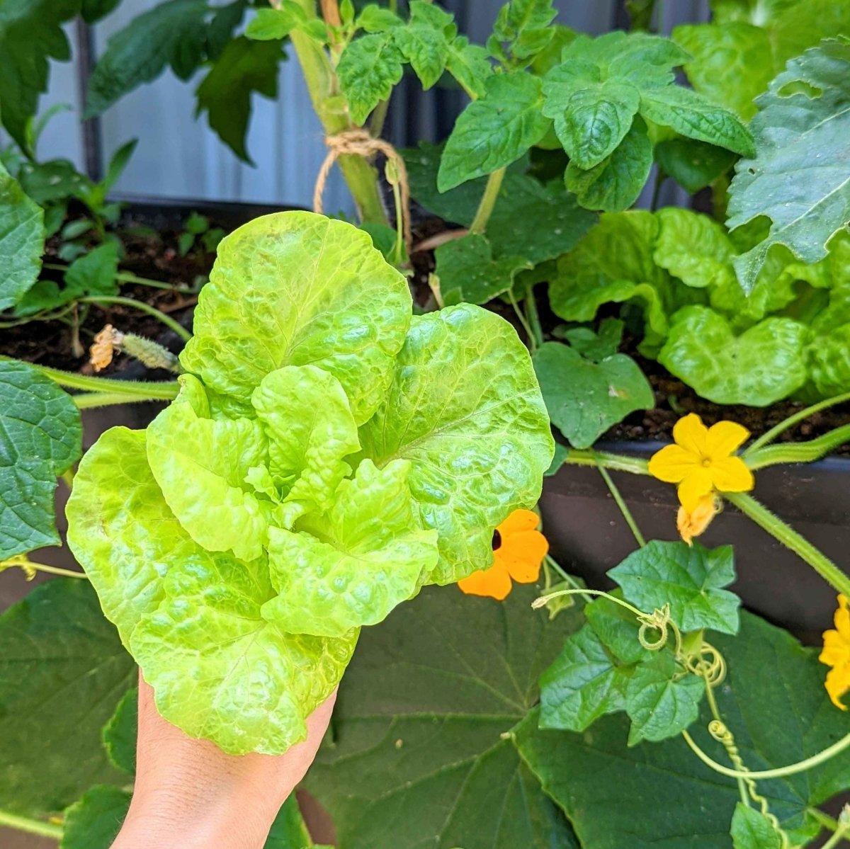 Organic Tom Thumb Lettuce Seeds – photo 2