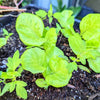 Organic Tom Thumb Lettuce Seeds – photo 4