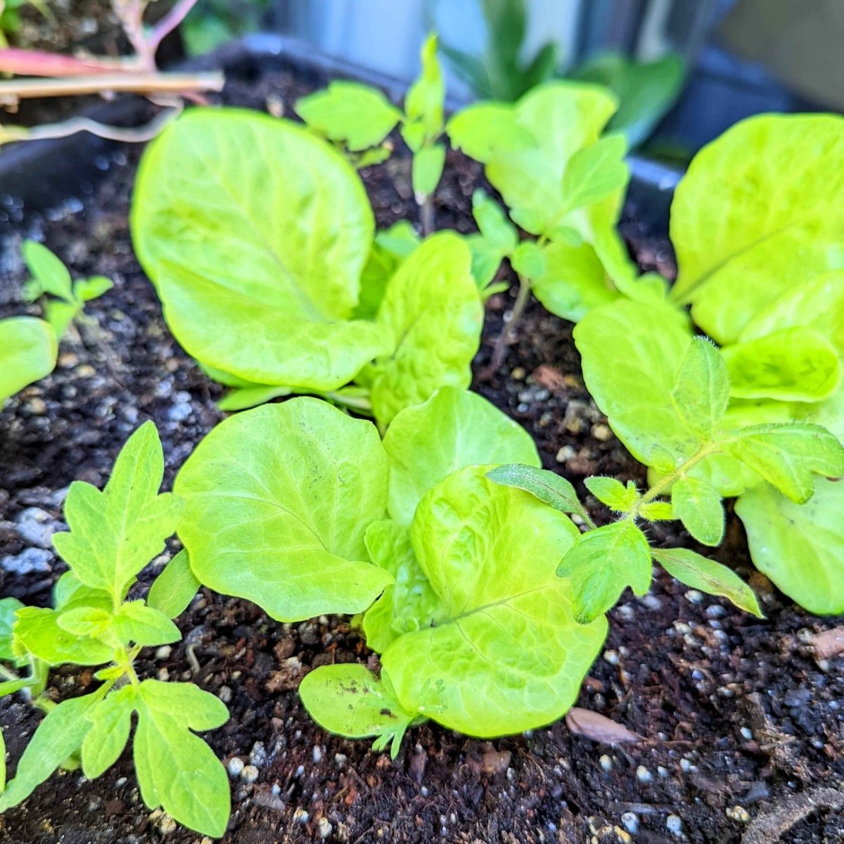 Organic Tom Thumb Lettuce Seeds – photo 4